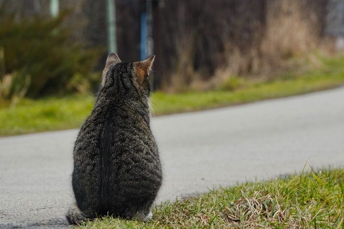 Un gatto grigio a strisce si siede