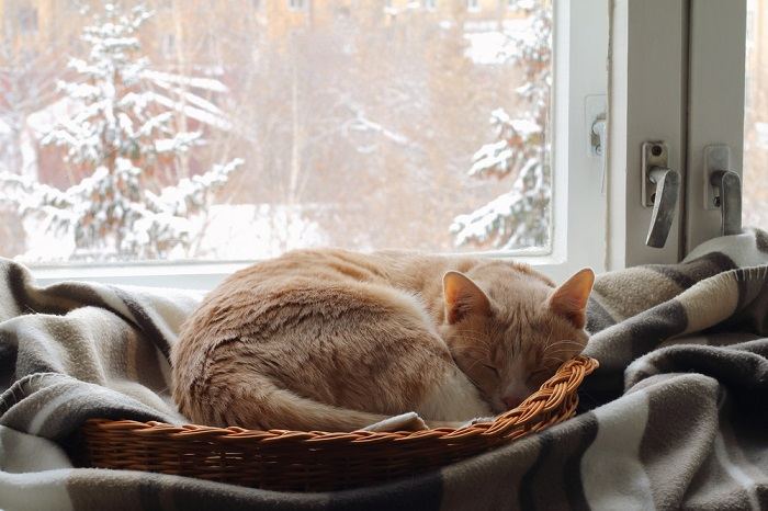 Un gatto rosso dorme in un cesto vicino alla finestra