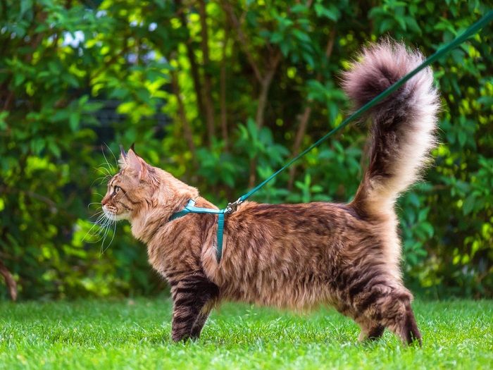 Gatto Maine Coon soriano nero con guinzaglio