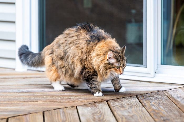 Gatto che sembra rigido e grasso su un ponte