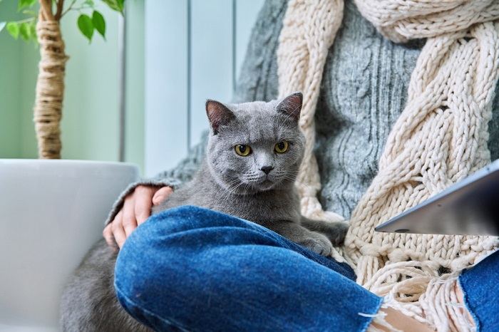 Gatto in primo piano che si crogiola vicino al proprietario