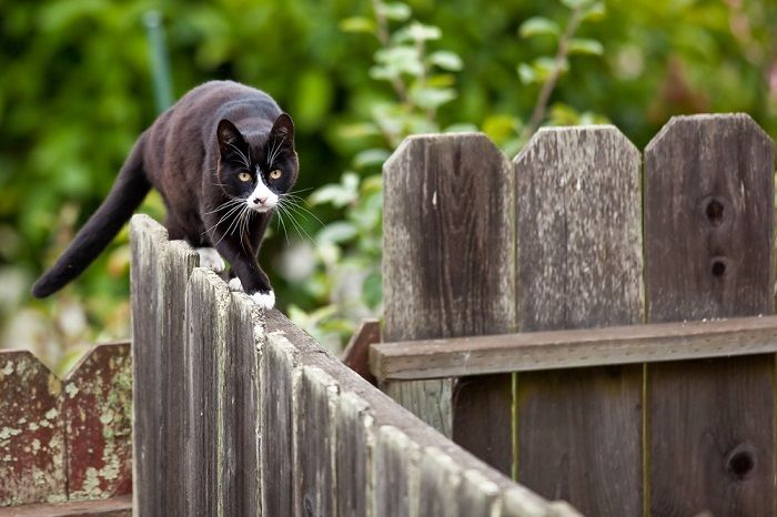 Il gatto cammina su una recinzione