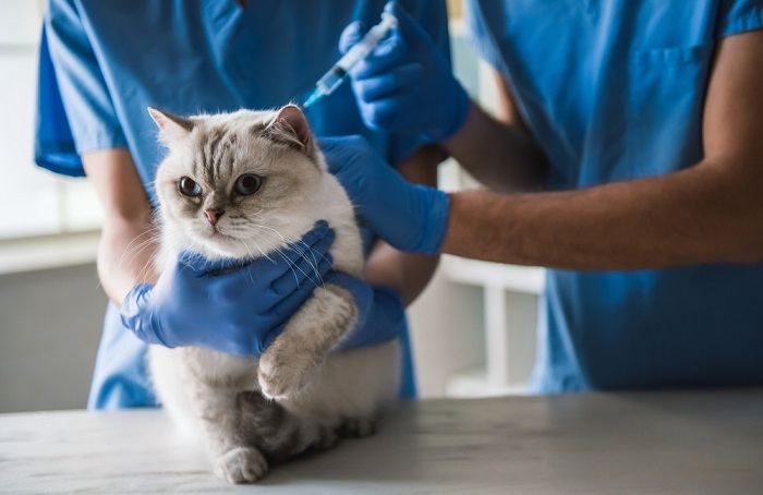 Un simpatico gatto dagli occhi azzurri è sdraiato sul tavolo mentre i veterinari gli stanno facendo un'iniezione