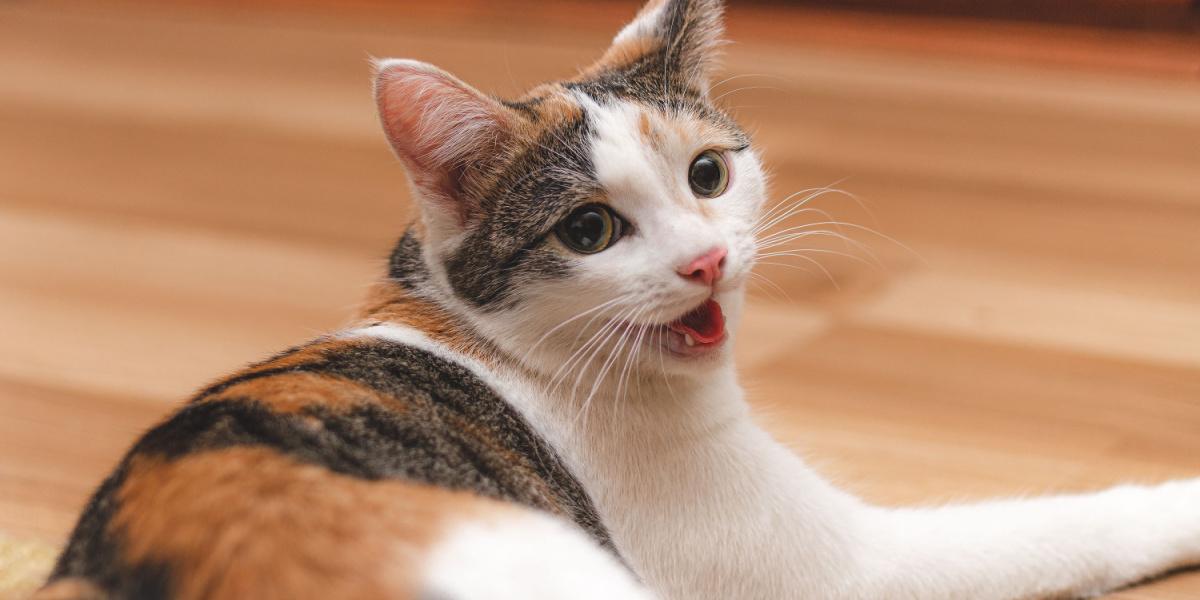 Carino gattino colorato sdraiato sul pavimento