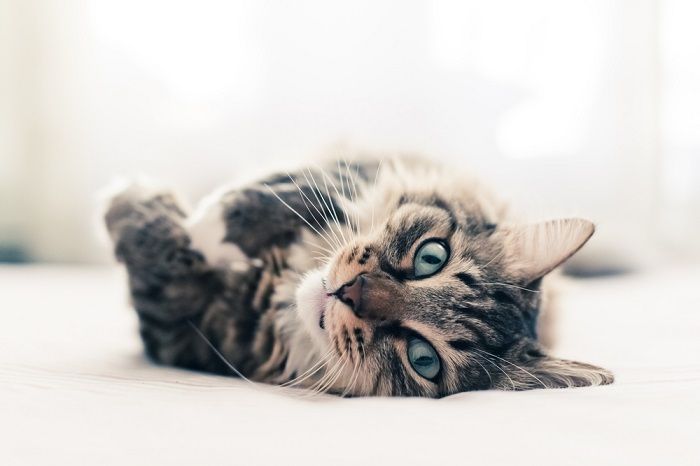 Gatto grigio sdraiato sul letto