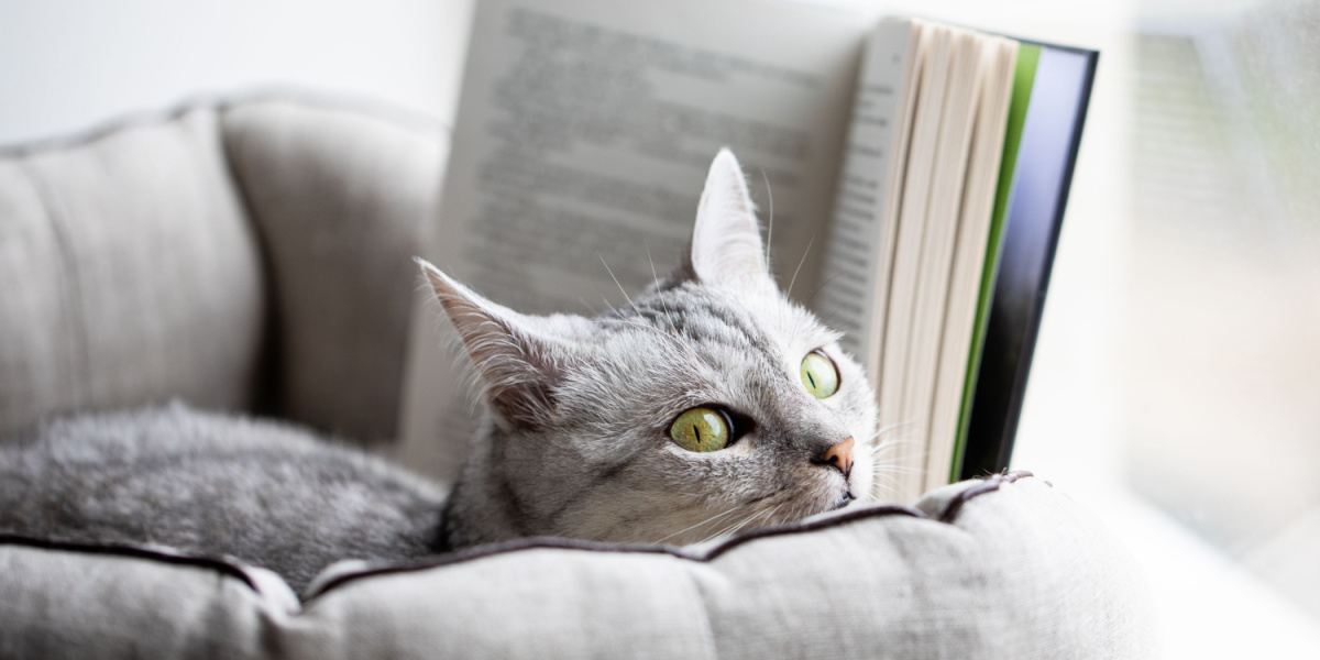 Il gatto grigio legge un libro