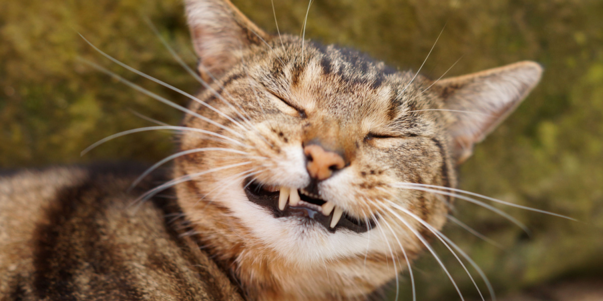 Gatto soriano sorridente e felice