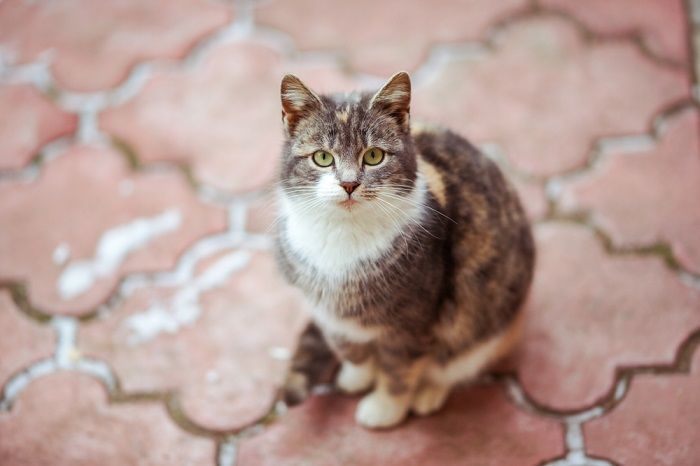 Un adorabile gattino tricolore riposa sul marciapiede piastrellato rosso