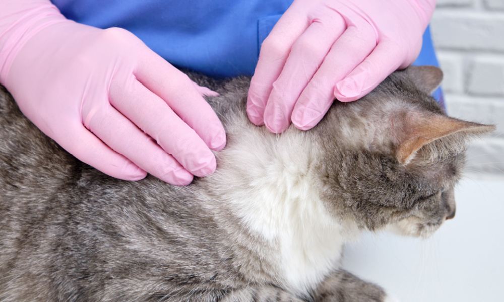 Persona che maneggia un gatto indossando guanti protettivi rosa