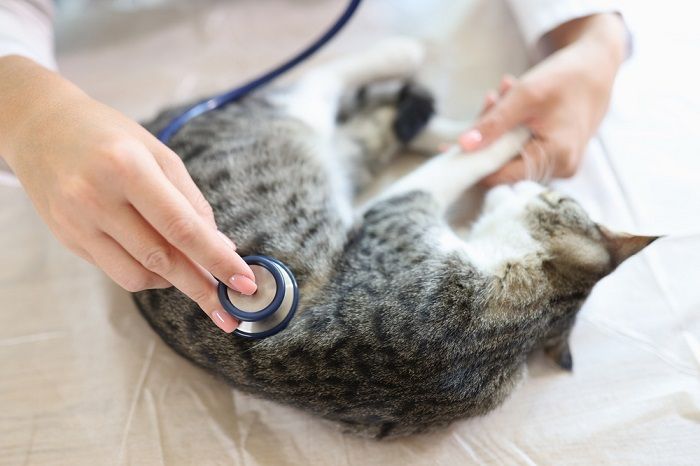 Il gatto viene visitato dal veterinario