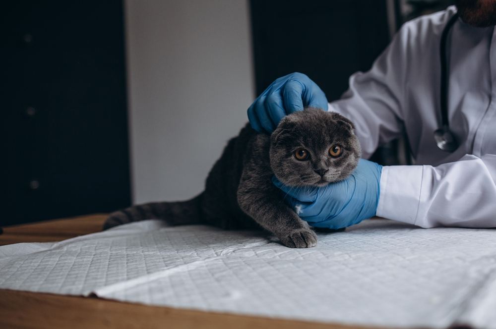 Veterinario che visita il gatto