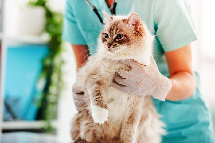 Donna veterinaria che tiene in braccio un soffice gatto ragdoll durante le cure mediche