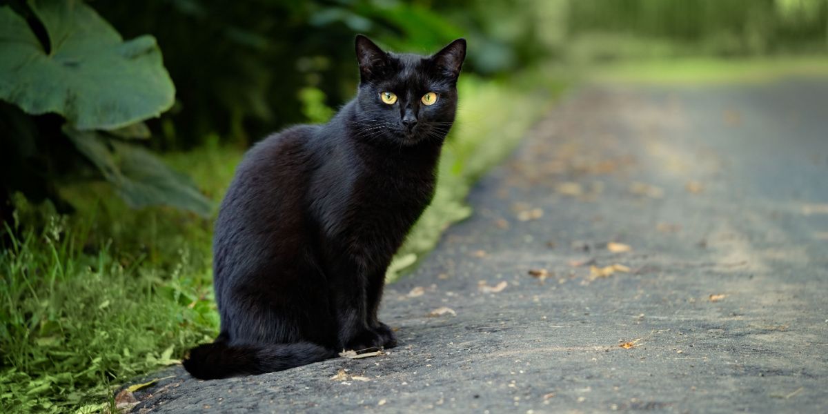 bellissimo gatto nero seduto sulla strada