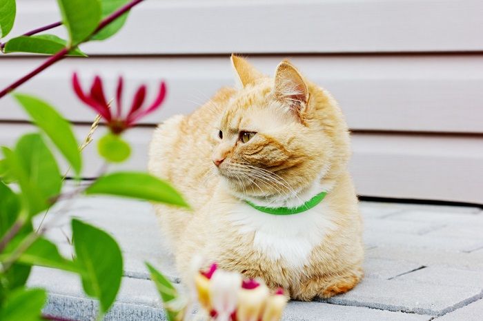 bellissimo gatto seduto sulla strada