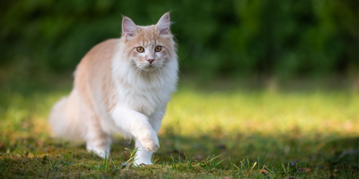 Gatto Maine Coon