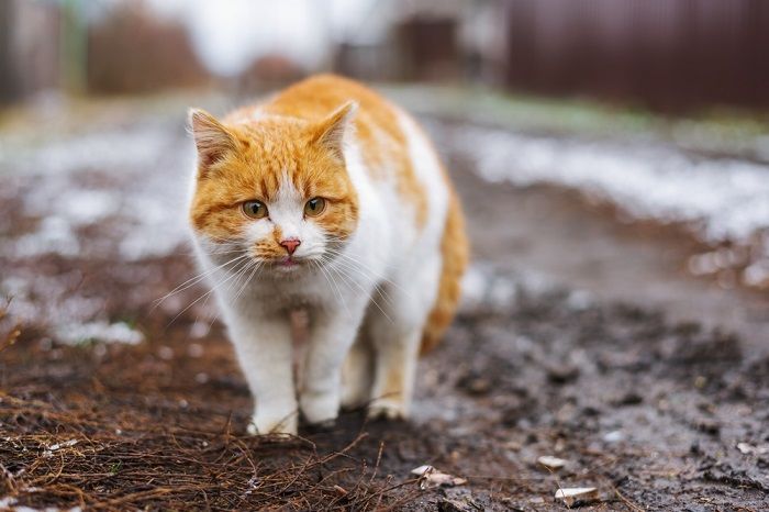 gatto giù per strada