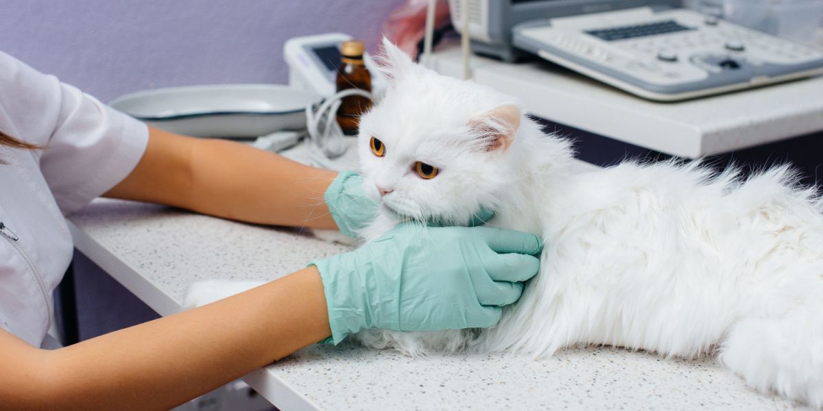 Un gatto sottoposto a visita, probabilmente durante un controllo veterinario o una valutazione medica.