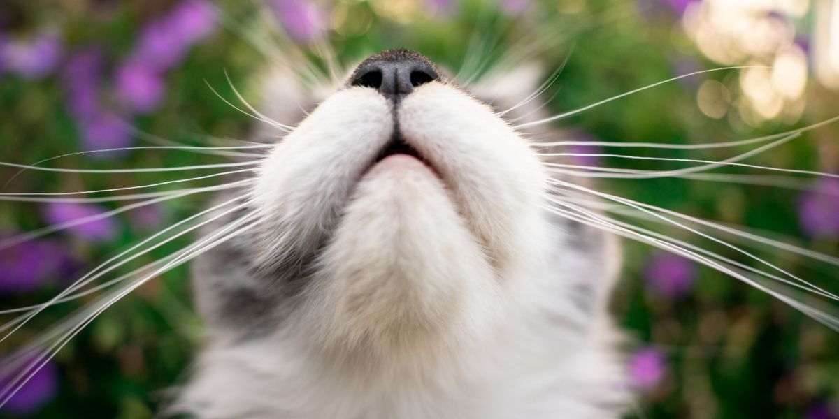 bocca e naso di un giovane gatto maine coon