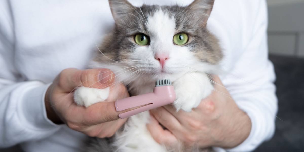 spazzolino da denti per gatto