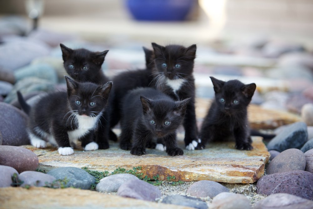 Una cucciolata di gattini bianchi e neri all'aperto, sulle rocce.