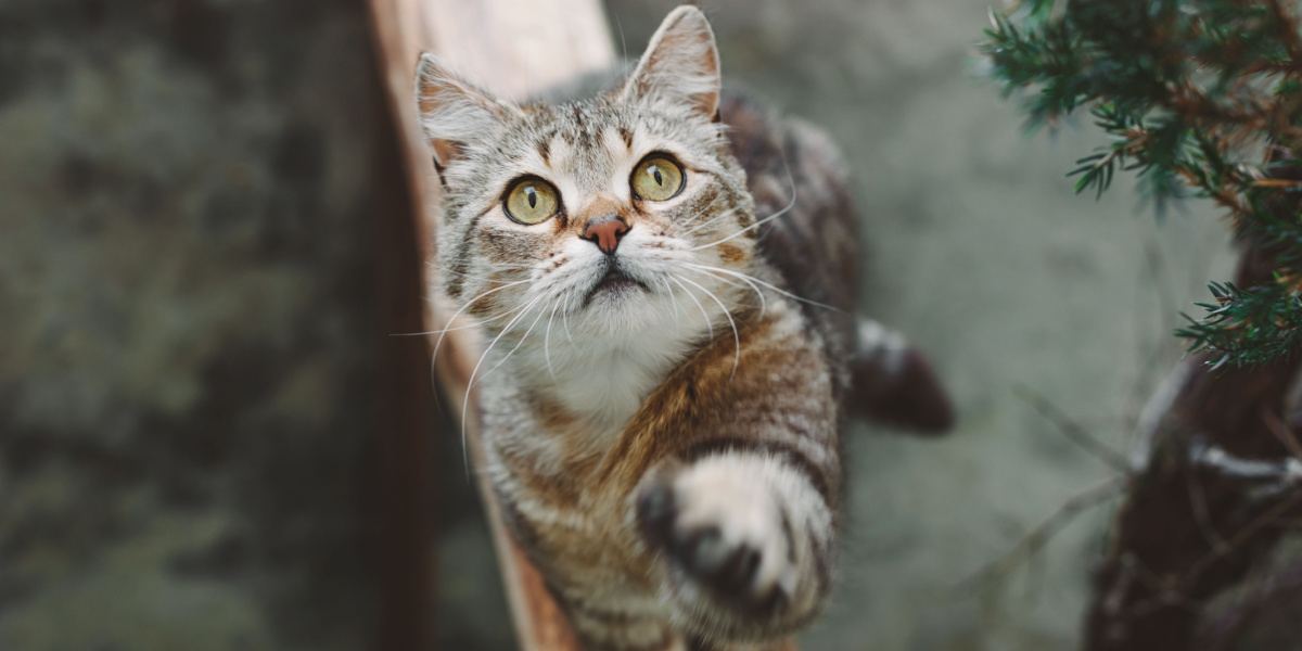 Un'immagine accattivante di un bellissimo gatto a strisce a pelo corto, seduto con grazia mentre alza la zampa anteriore, mostrando una postura elegante e composta che trasuda fascino e curiosità.