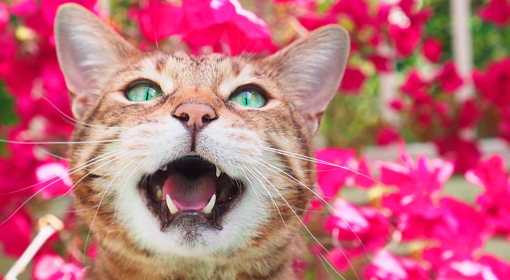 Gatto del Bengala che miagola.