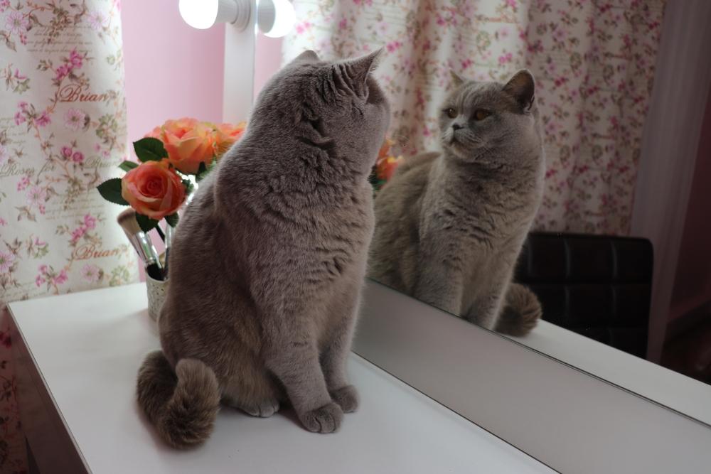 Gatto grigio britannico che si guarda allo specchio