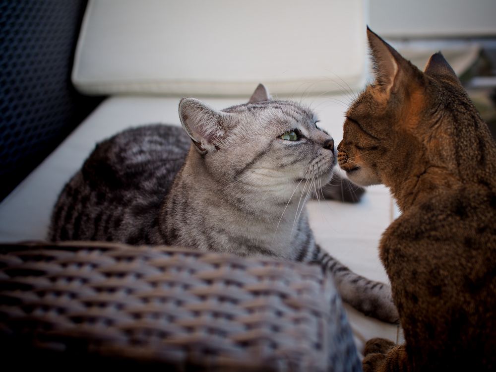 Gatto British Shorthair e Savannah