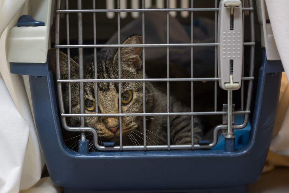 Gatto soriano marrone nel trasportino