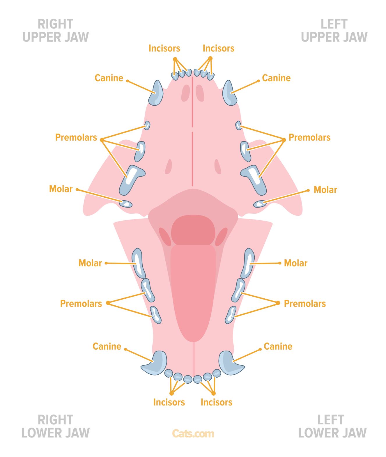 Un gatto adulto ha 30 denti, suddivisi in quattro categorie: incisivi, canini, premolari e molari.