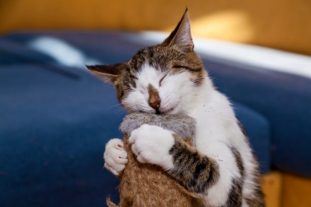 Il gatto lecca l'erba gatta