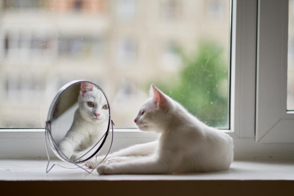 Il gatto si guarda allo specchio