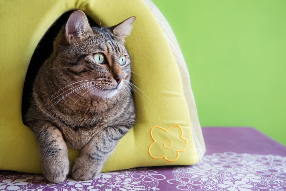 Gatto carino in una casa igloo verde a casa