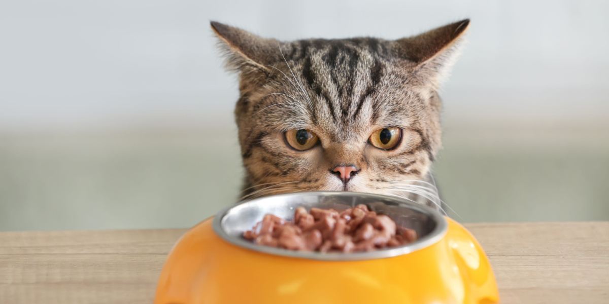 Gatto carino che guarda la ciotola con il cibo