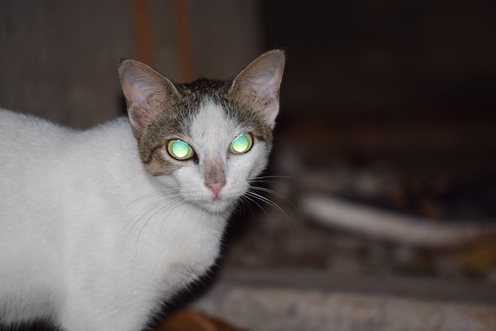 Gatto domestico con gli occhi luminosi di notte