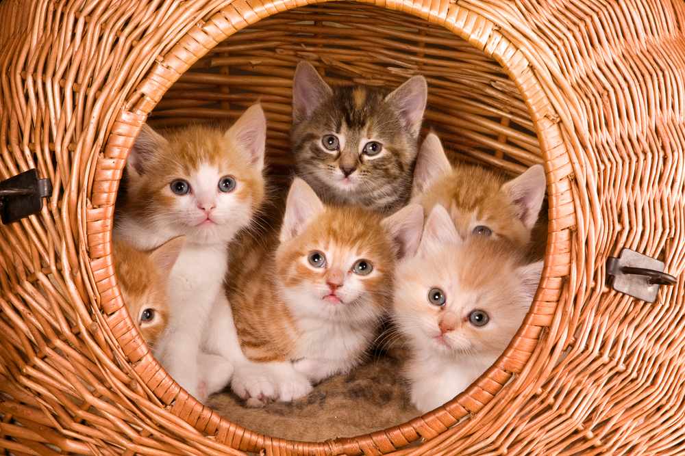 Famiglia di sei gattini nel loro cestino