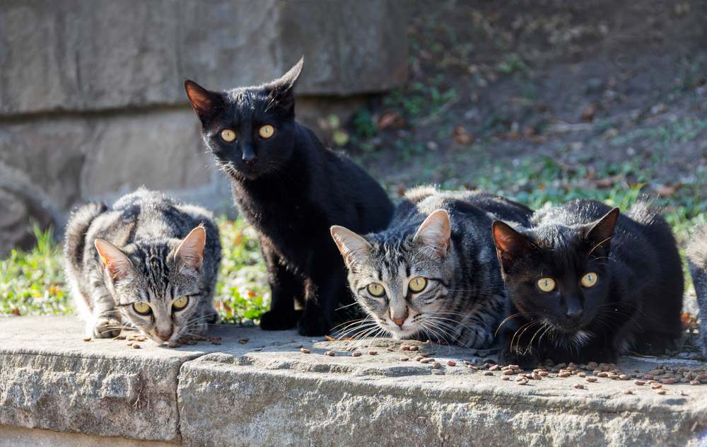 Dare da mangiare a un gruppo di gatti randagi selvatici per strada