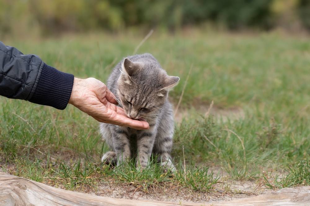 Dare da mangiare a un gatto randagio per strada