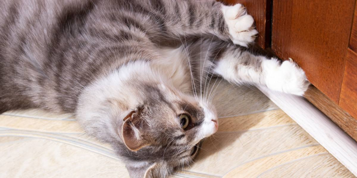 Il gatto grigio cerca di aprire una porta chiusa