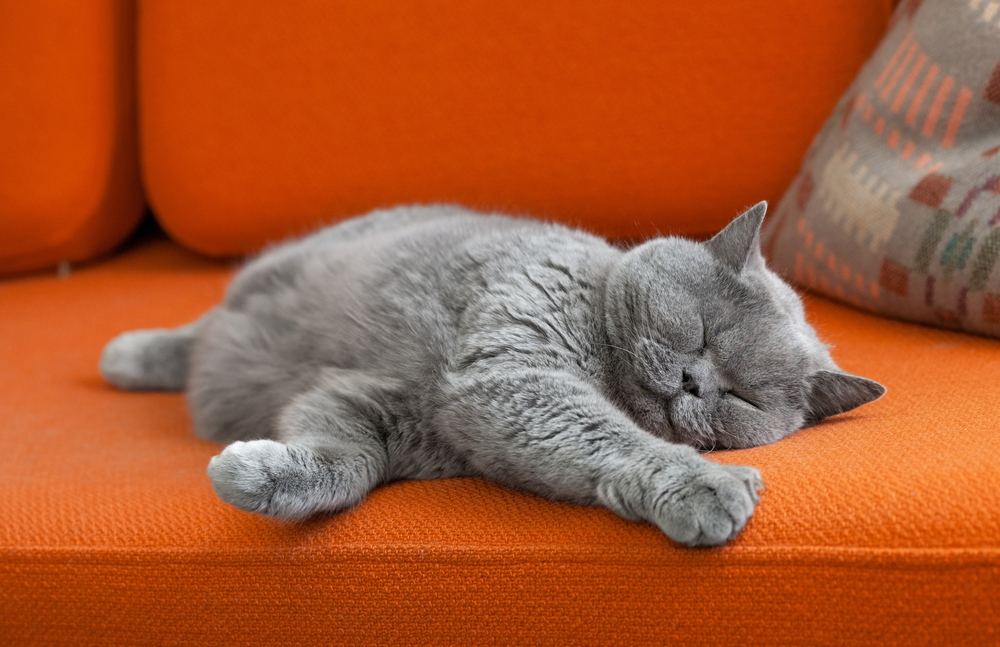 Gatto grigio a pelo corto che dorme sul divano