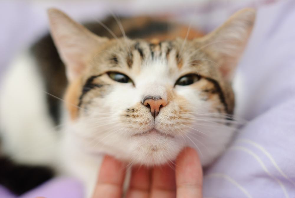 Il gatto felice è contento di essere accarezzato dalla mano