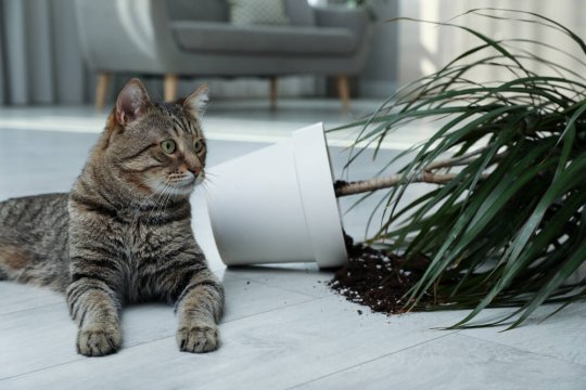 Come disciplinare un gatto nel modo giusto