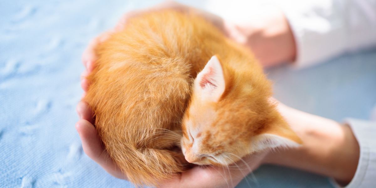 Gattino che dorme nelle mani dell'uomo