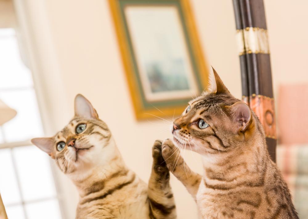 Gattino bengala arancione e marrone che guarda il riflesso nello specchio