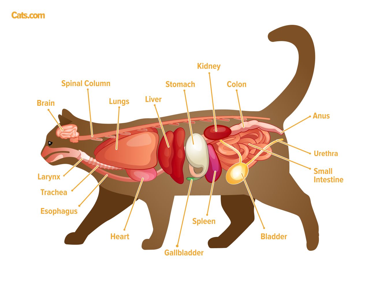 Un'immagine relativa agli organi felini, che probabilmente illustra l'anatomia degli organi interni di un gatto.