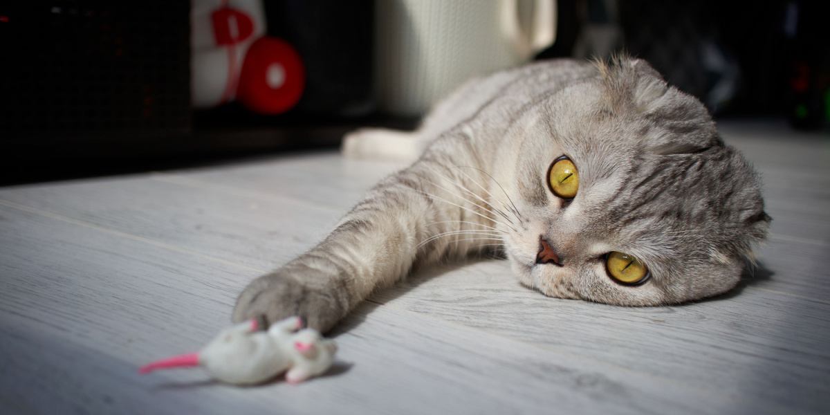 Il gatto Scottish Fold si sdraia sul pavimento e allunga la zampa