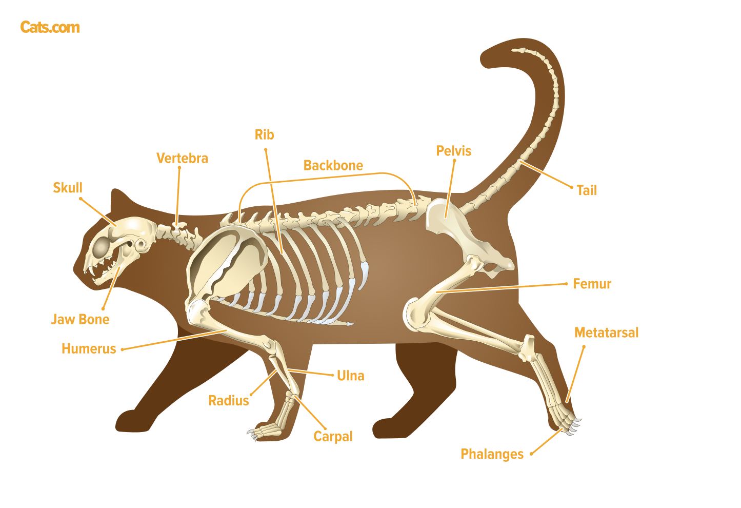 La coda del tuo gatto fa parte del suo apparato scheletrico e costituisce il 10% di tutte le ossa del corpo!