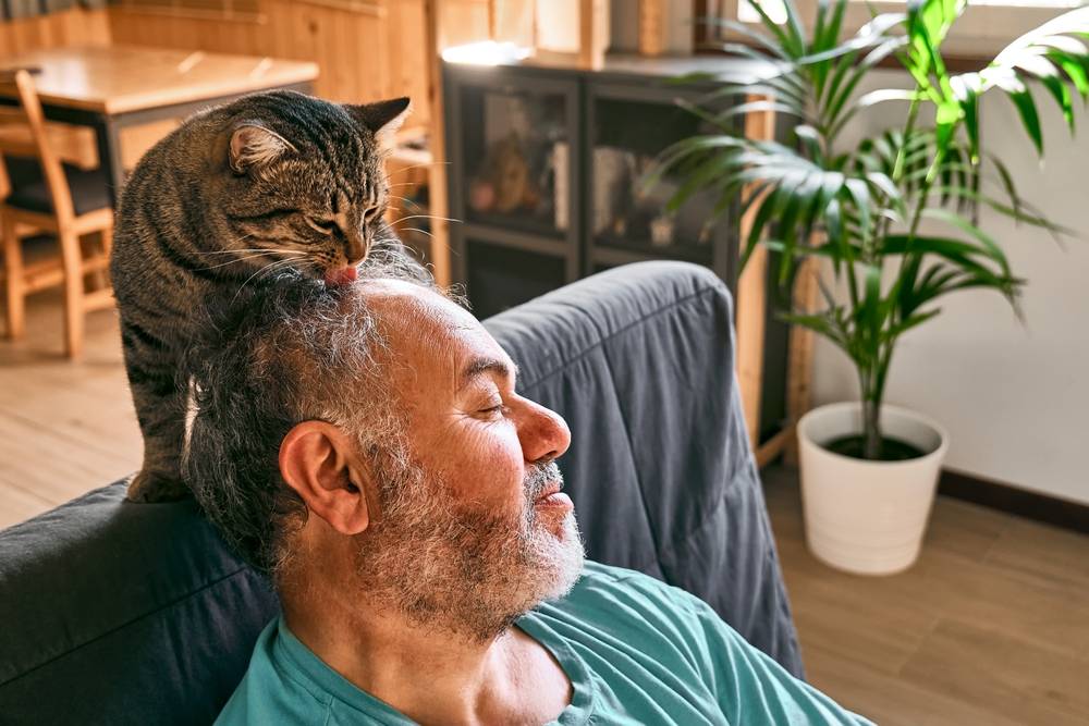 Gatto soriano che lecca la testa di un uomo barbuto