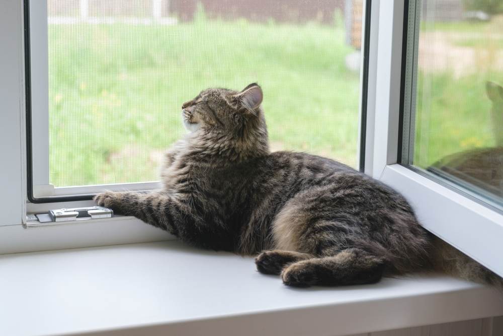 Gattino tigrato seduto sul davanzale della finestra in estate.