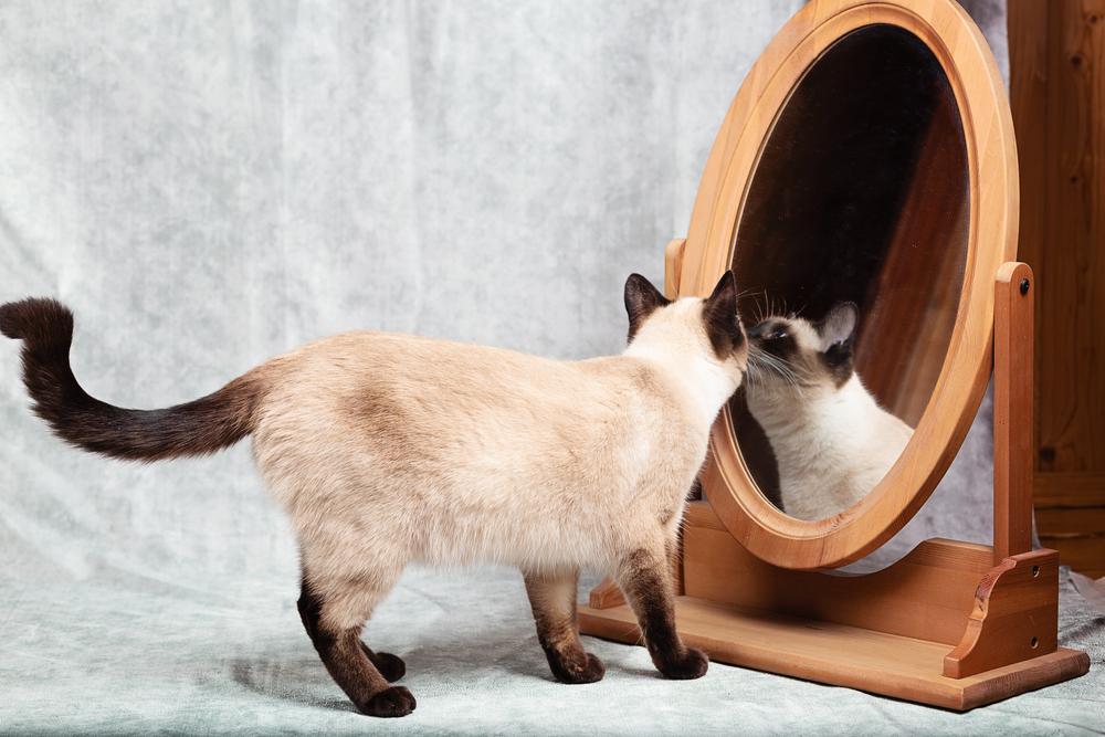 Il gatto si guarda in uno specchio da scrivania con cornice di legno.